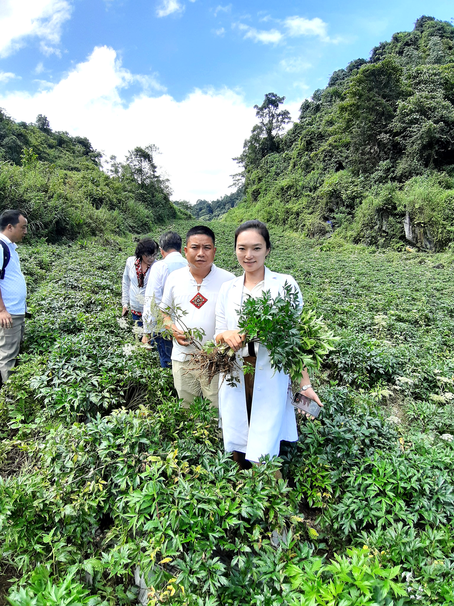 thu-hoach-sam-duong-quy-tuoi